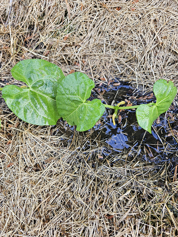 A young green bean plant watered 