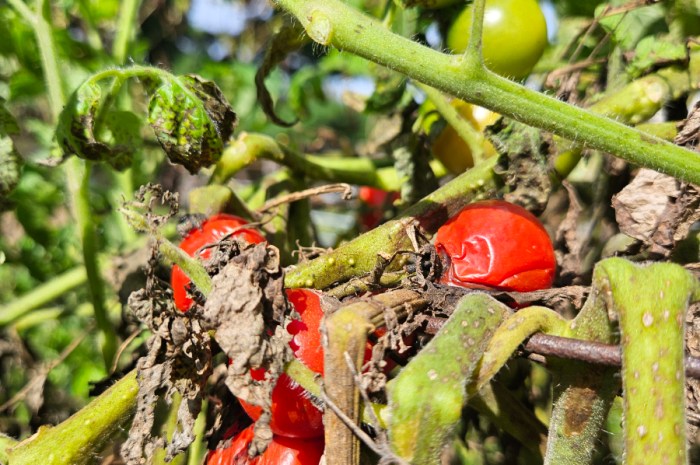 Can You Compost Tomato Plants? The Dos and Don’ts