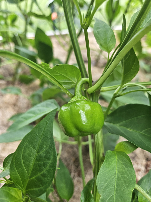 A pepper plant
