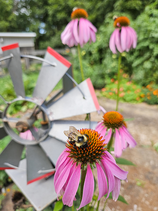 A bee on a purple coneflower