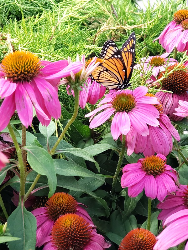 Multiple coneflower blooms and a butterfly