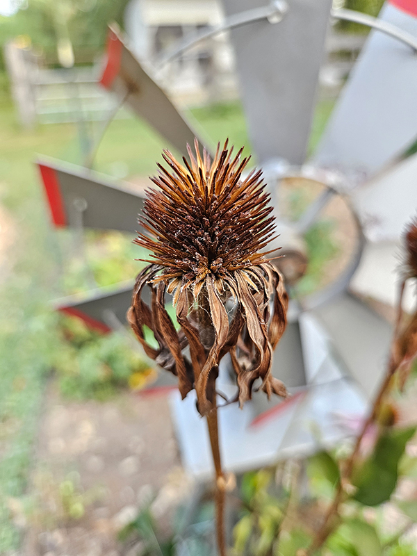 A dried out bloom ready for harvesting