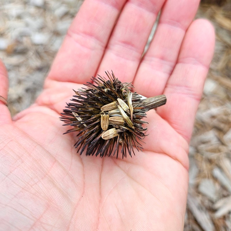 Coneflower Seeds ready for saving