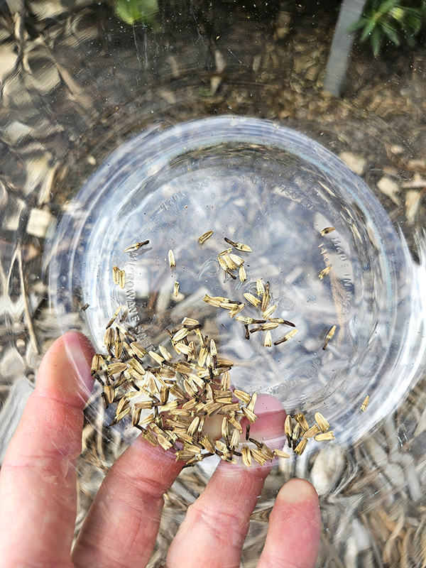 Just harvested coneflower seeds ready for saving