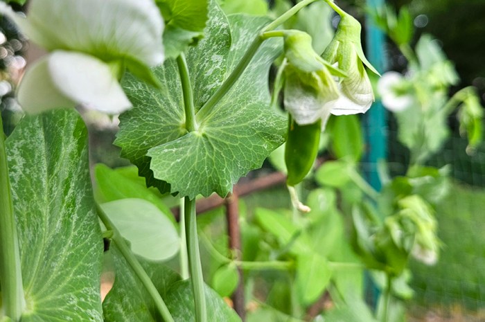 6 Crops To Plant In Early Spring – Get A Head Start On Gardening