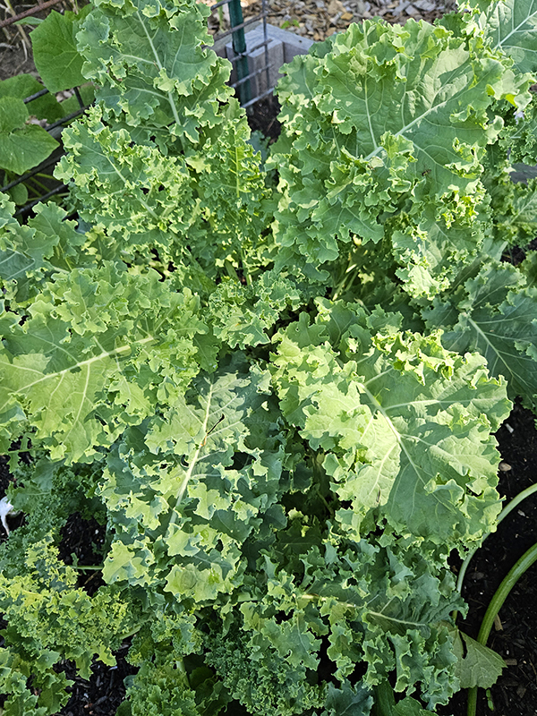 Curly leaf kale