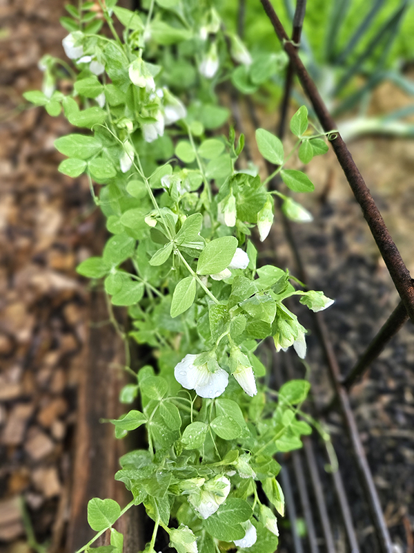 Peas - crops to plant in early spring