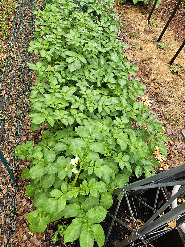 Potato plants growing in growing rows - crops to plant in early spring