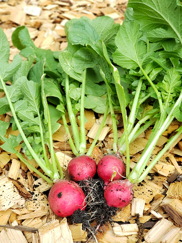 Radishes harvested
