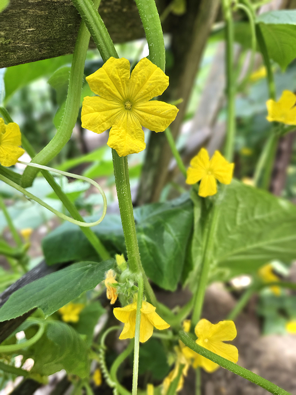 Cucumber blooms