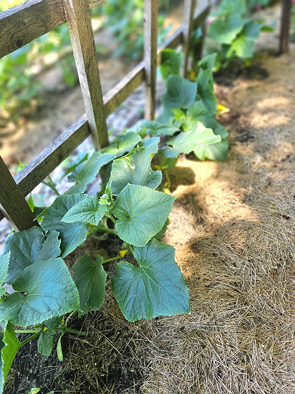 A row of growing cucumber plants - Cucumber Seeds or Transplants