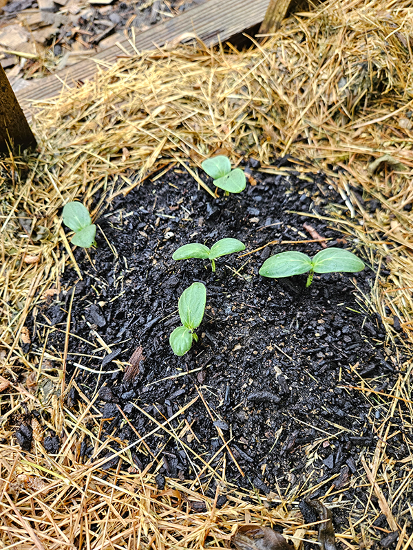 Just germinated cucumber seeds