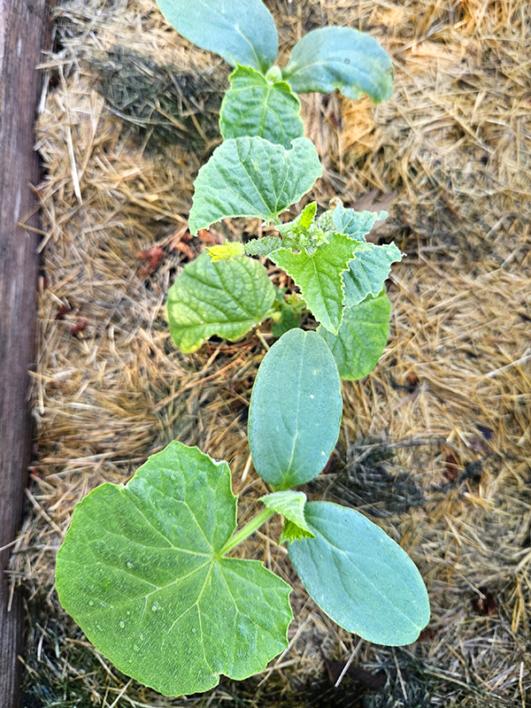 2 healthy seedlings and one struggling