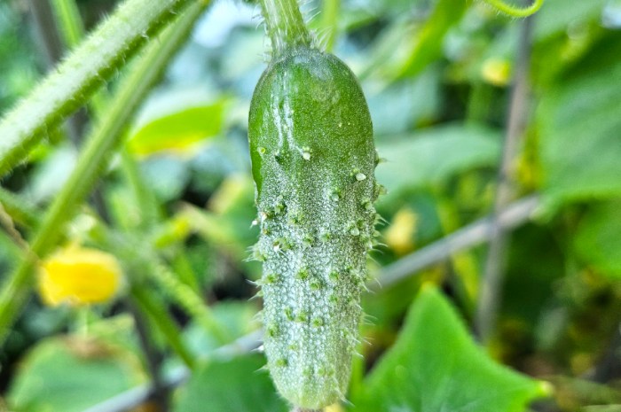 Different Cucumber Types And Their Best Uses