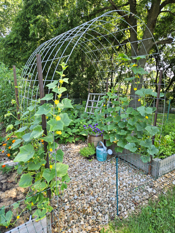Cucumbers vining up a metal arched trellis - Different Cucumber Types