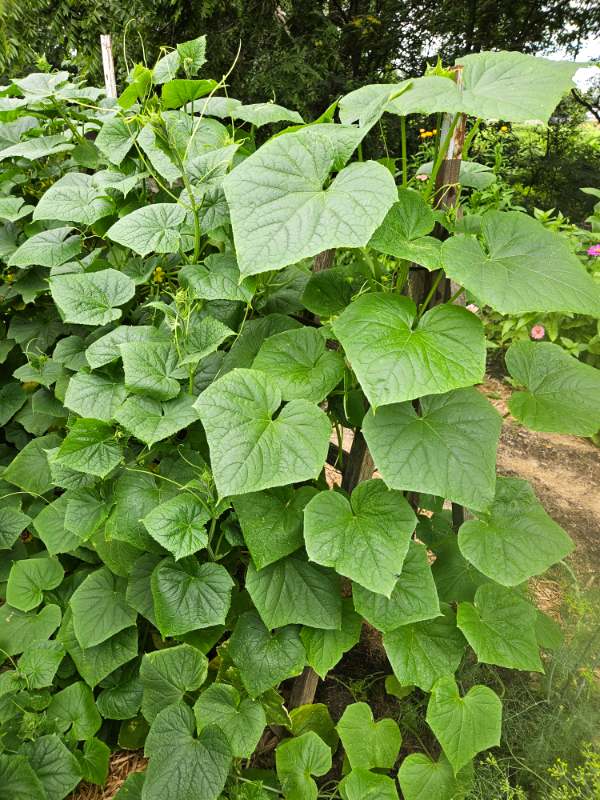 A vining cucumber variety on a wooden trellis - Different Cucumber Types