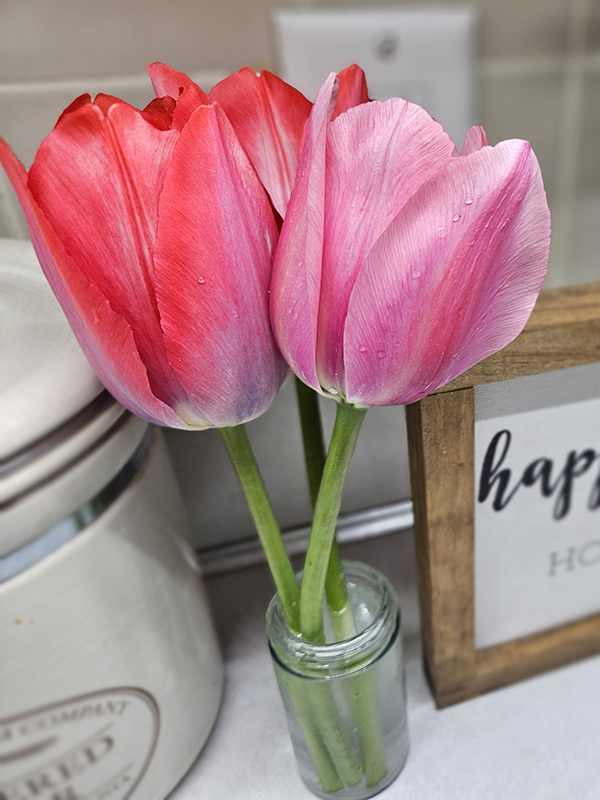 Three cut tulips in a small water glass container.