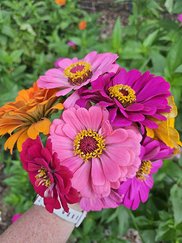 A hand bouquet of zinnias - Cut Flowers In A Vegetable Garden