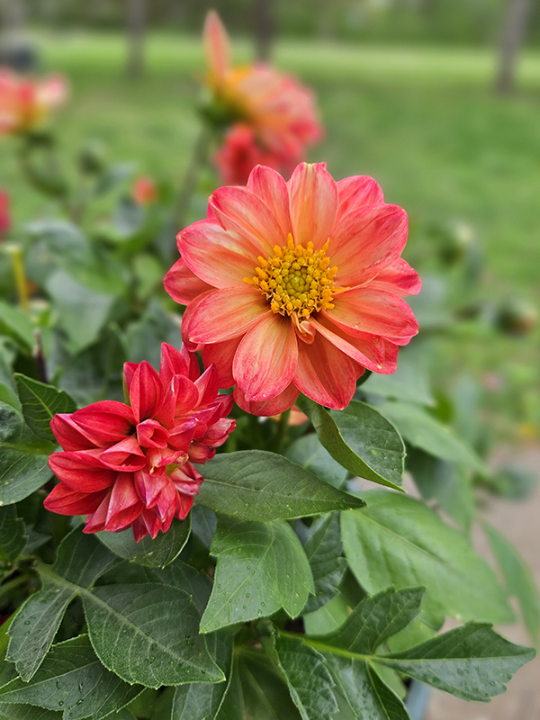 Red blooming dahlias - Cut Flowers In A Vegetable Garden