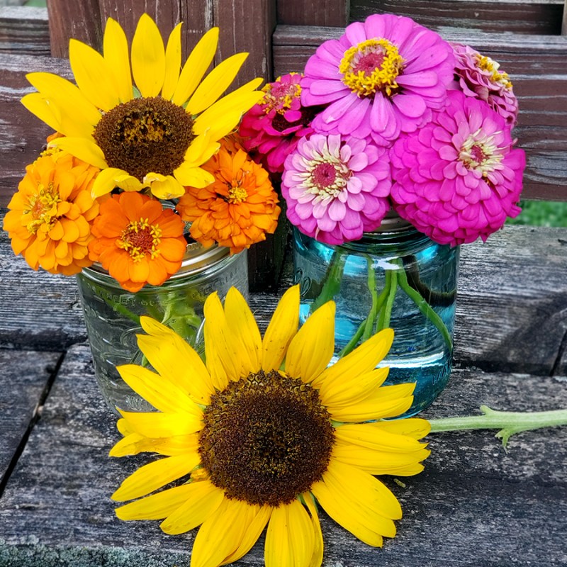 Various Cut Flowers In A Vegetable Garden