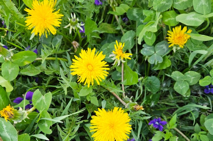 The Benefits Of Dandelions – More Than Just A Backyard “Weed”