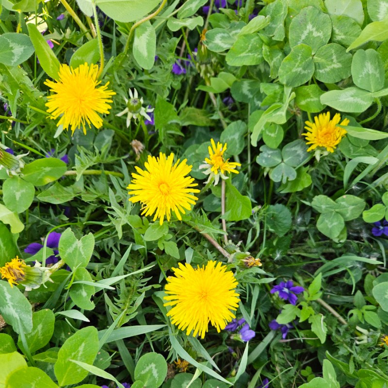 Benefits of Dandelions