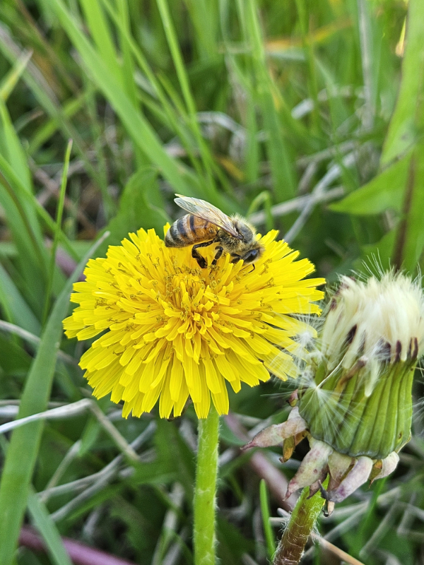 A bee on a dandelion bloom - Benefits of Dandelions