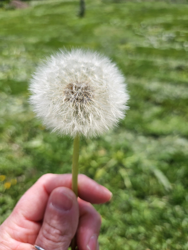 A white puffball bloom