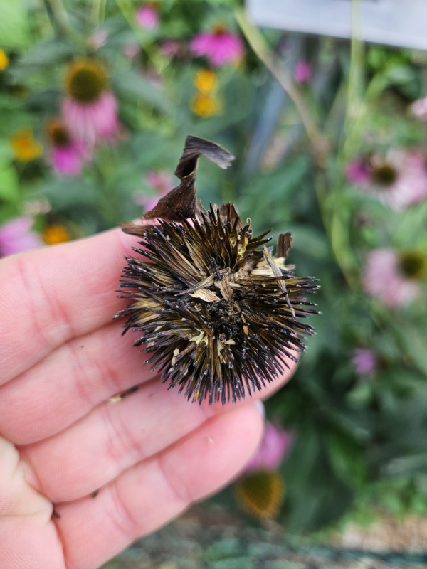 A dried seed head