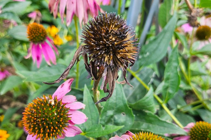 Late Summer Coneflower Care – To Deadhead Echinacea Or Not?