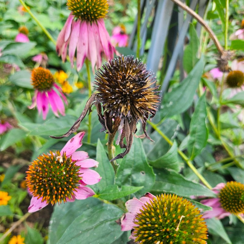 Late Summer Coneflower Care