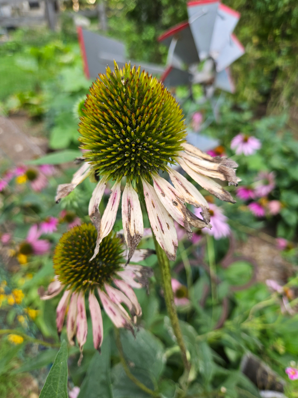 Two dying coneflowers - Late Summer Coneflower Care