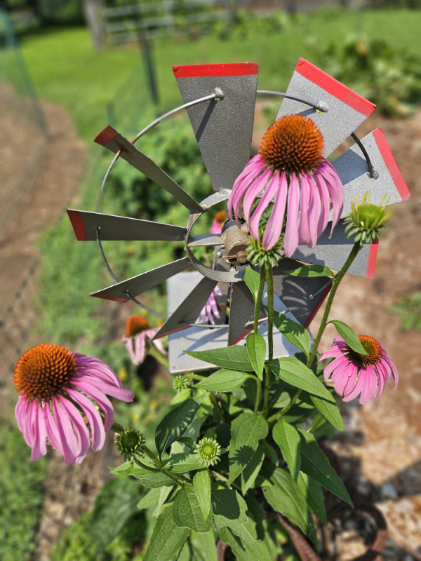 Coneflower plants in front of a small windmill