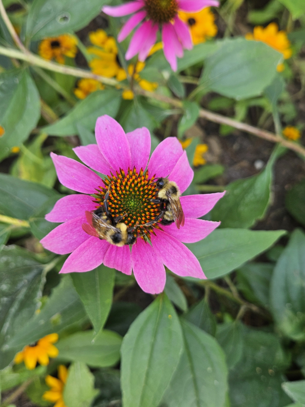 two bumblebees on a purple coneflower - Late Summer Coneflower Care