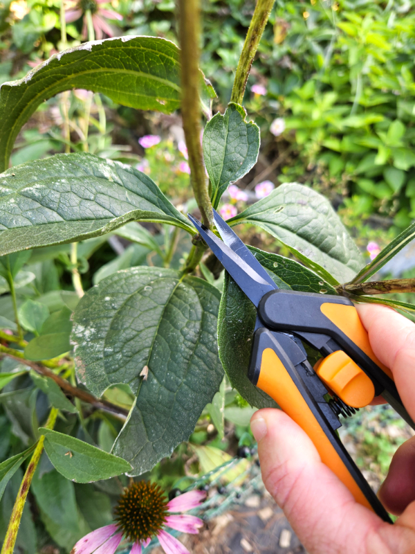 Tiny pruners pruning off a stem