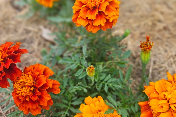 Deadheading Marigolds – Keep Flowers Blooming Long Into Fall