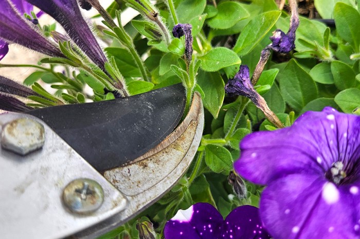 Deadheading Petunias For Continuous Blooms All Summer Long