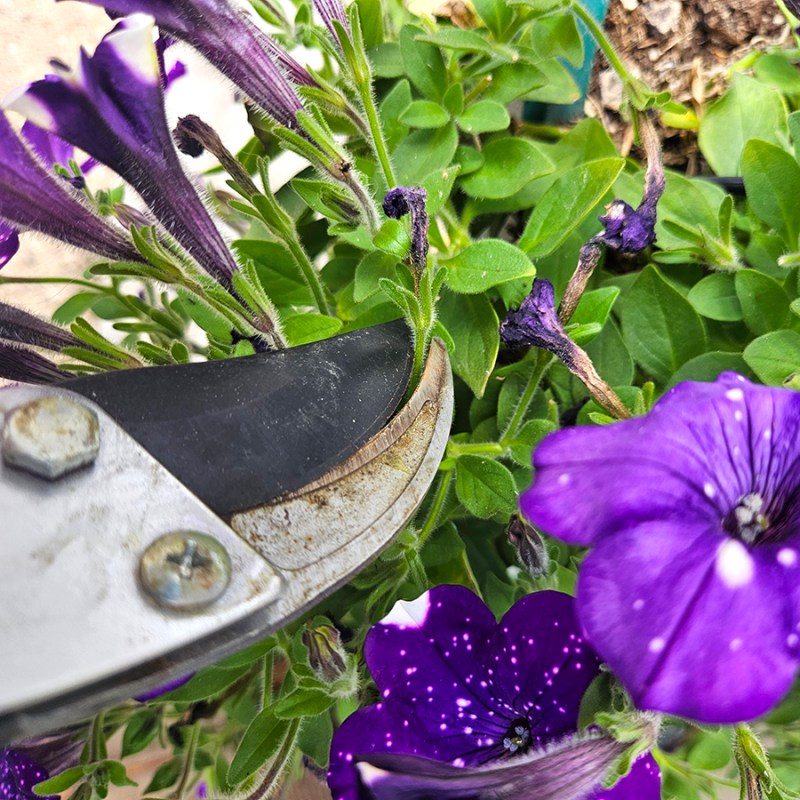 Deadheading petunias with pruners
