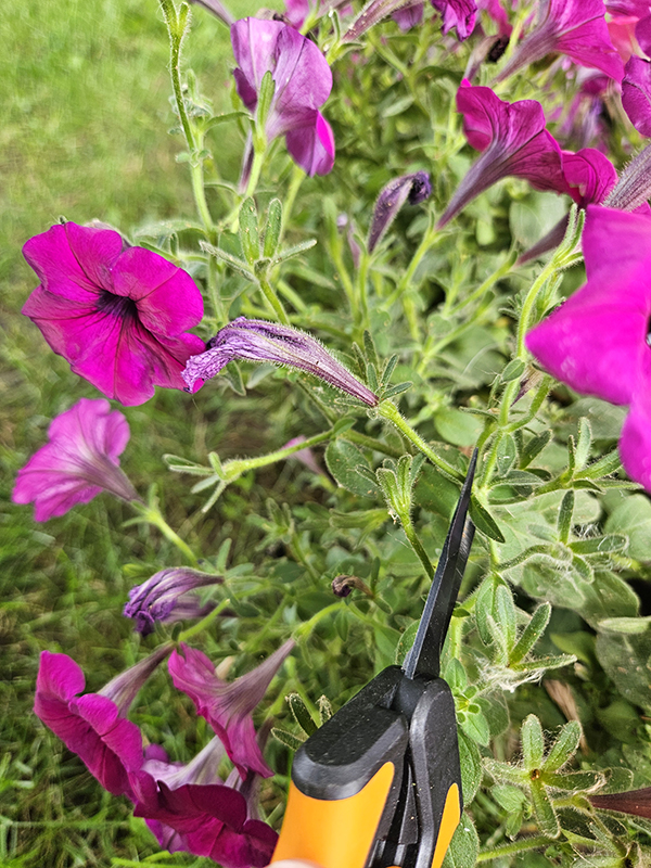 deadheading a spent petunia bloom