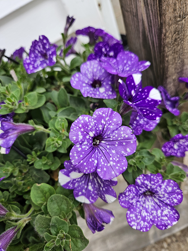 Vibrant purple flower blooms