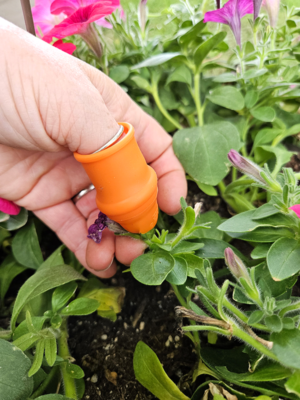 A thumb knife deadheading a spent petunia bloom