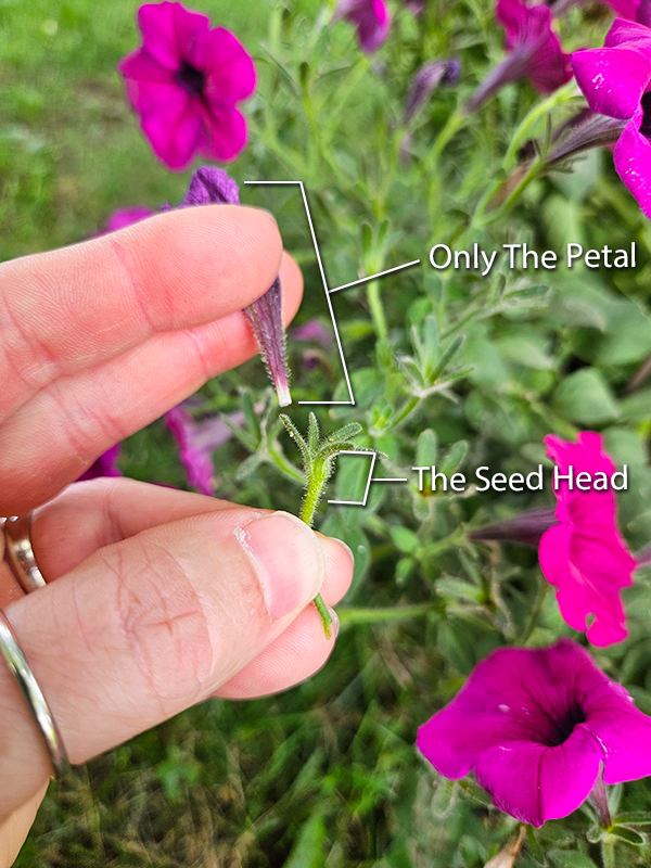 The petal and seed head apart.