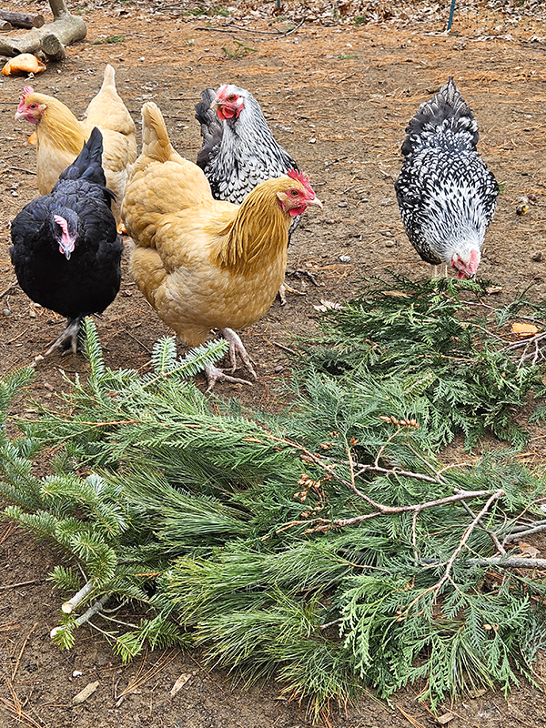 Pine cuttings and chickens behind them - December 2025 Homesteading Update