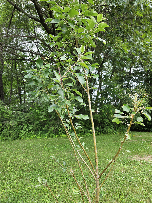 damage from deer
