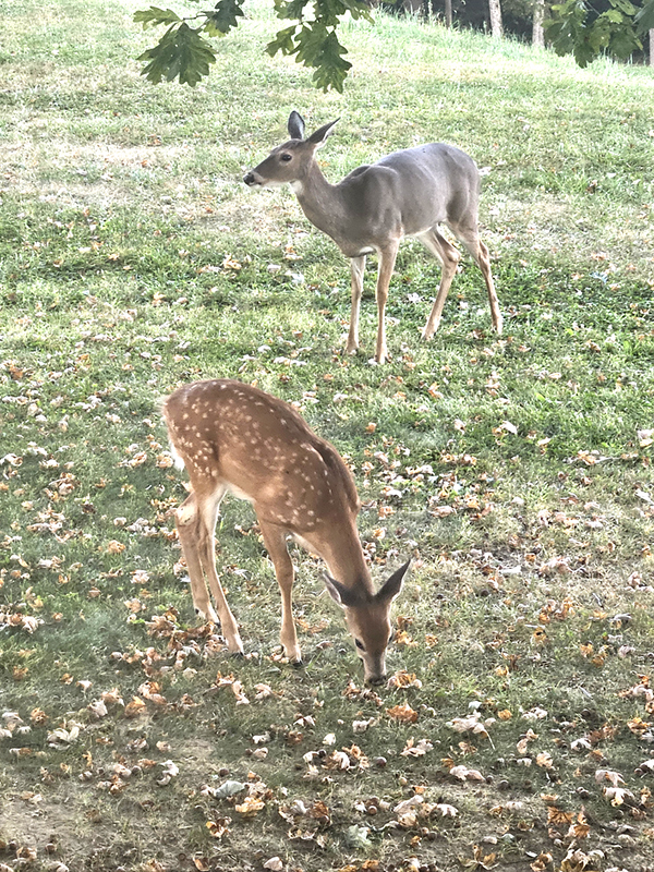 Two deer, a doe and a fawn - Deer proof your garden