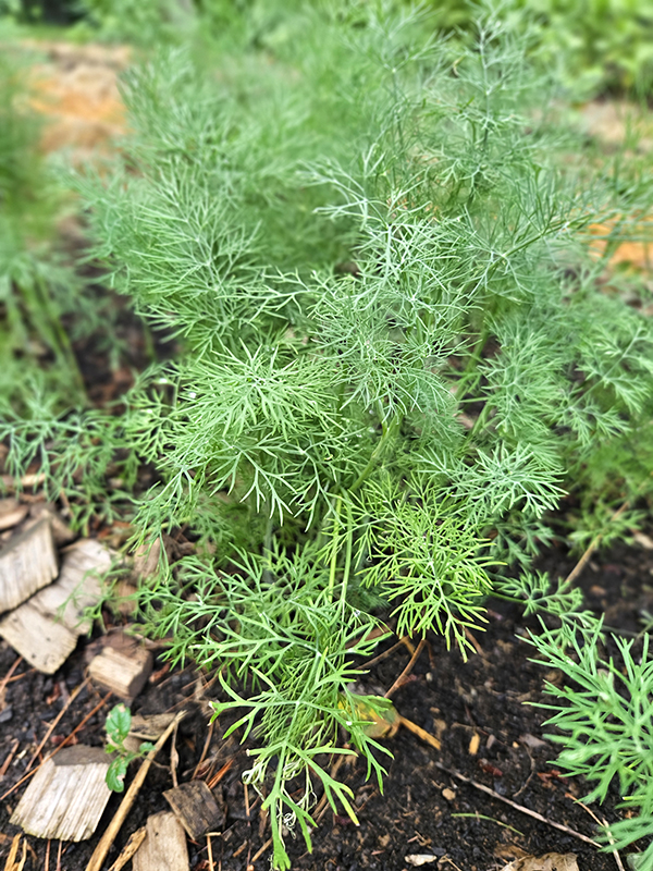 Dill weed