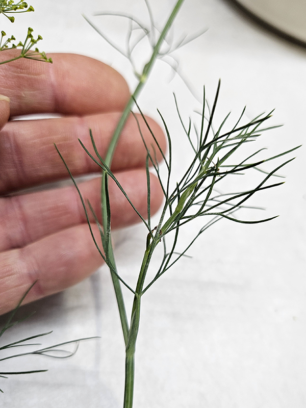 A stem of dill - dehydrating dill weed