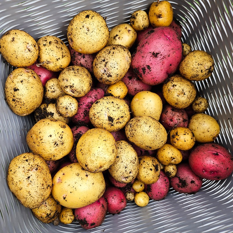 Red and yellow potatoes - Determinate Indeterminate Potatoes