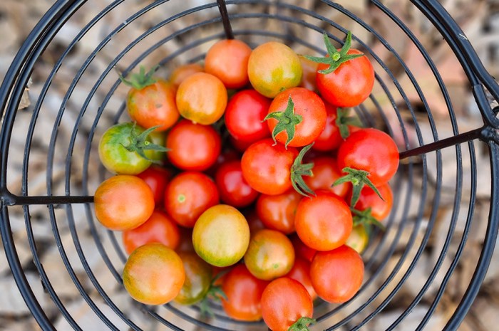 Determinate And Indeterminate Tomatoes – All You Need To Know