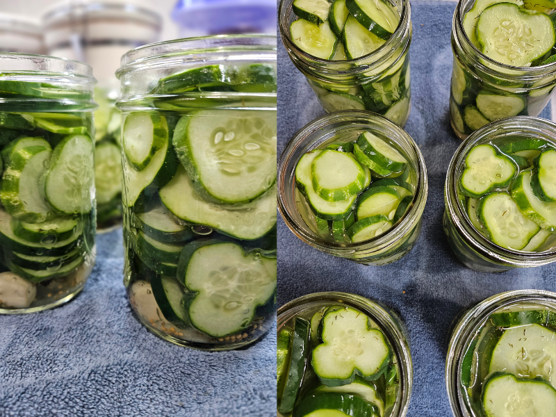 Jars filled with cucumbers and pickle ingredients.